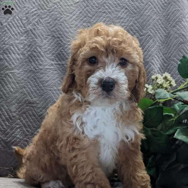 Melissa, Mini Goldendoodle Puppy